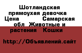 Шотландская прямоухая девочка › Цена ­ 1 000 - Самарская обл. Животные и растения » Кошки   